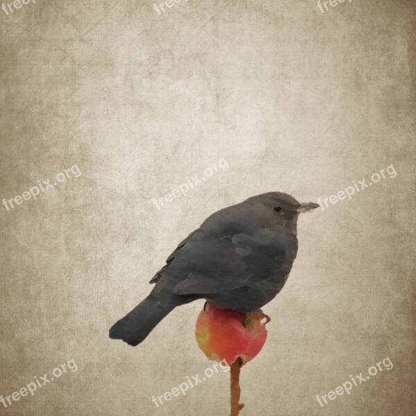 Bird Blackbird Apple Songbird Drawing