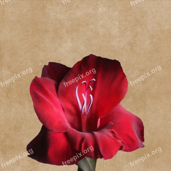 Flower Blossom Bloom Gladiolus Red