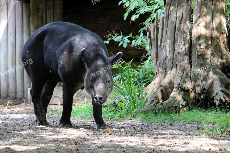 Animal Mammal Tapir Zoo Proboscidea