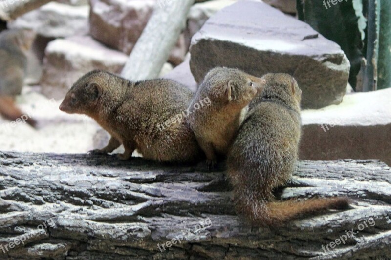 Meerkat Animal Mammals Zoo Mongoose