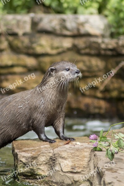 Otter Water Nature Wildlife Wild