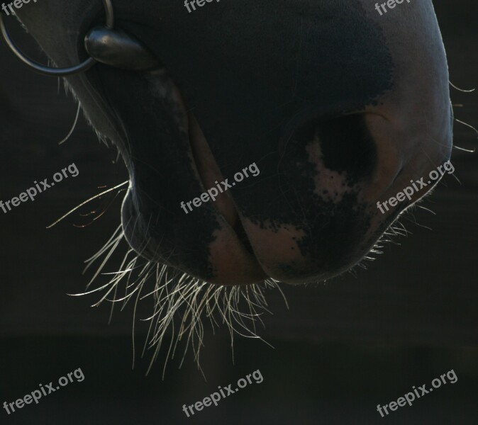 The Horse Snout Horse Head Animal Snorkel