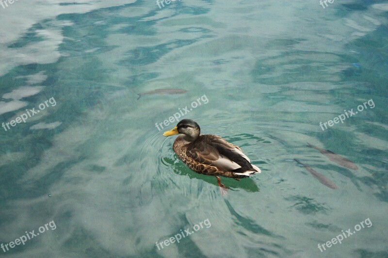 Duck Water Lake Swim Pond