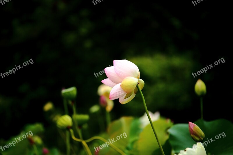 Lotus Daechung Lotus Village Flowers Pink