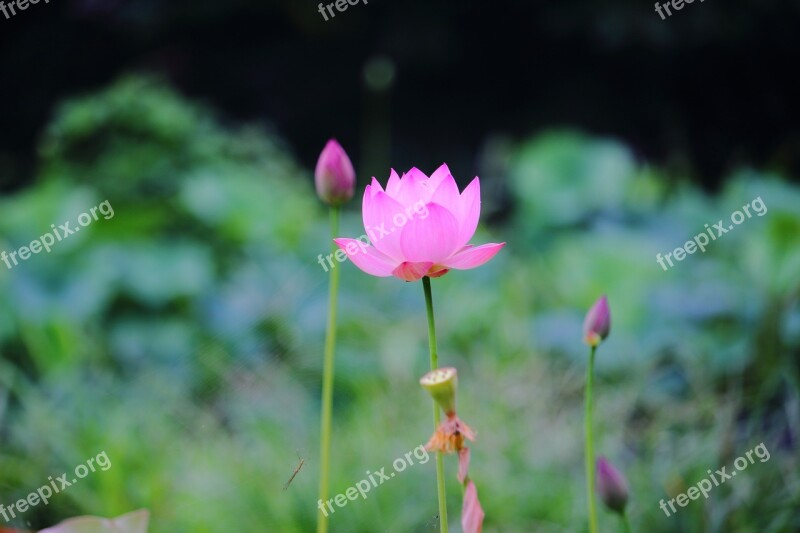 Lotus Daechung Lotus Village Flowers Pink