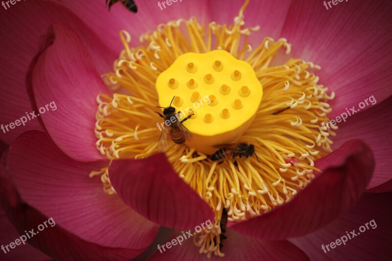 Lotus Daechung Lotus Village Flowers Pink