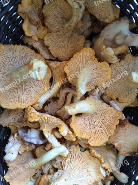 Chanterelle Mushrooms Summer Harvest Mushroom Edibles