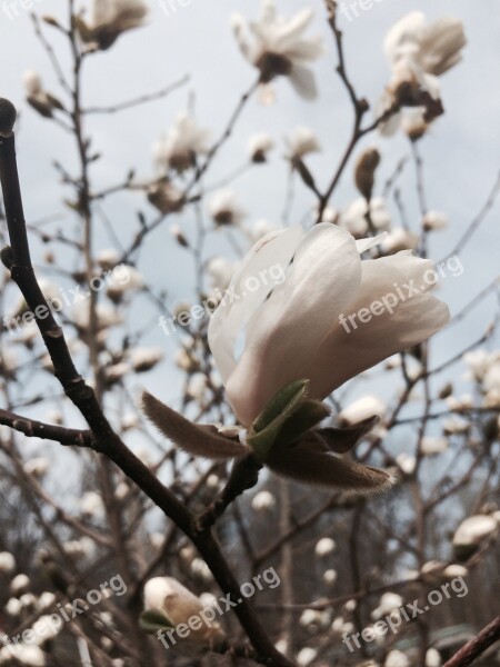 Magnolia White Spring Flower Bud