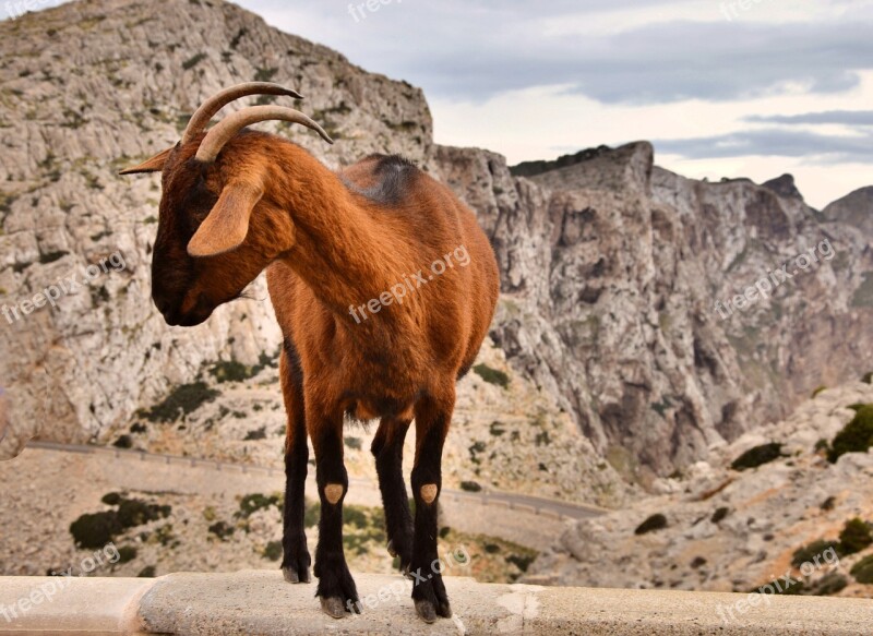 Goat Mallorca Wall Trustful Free Running