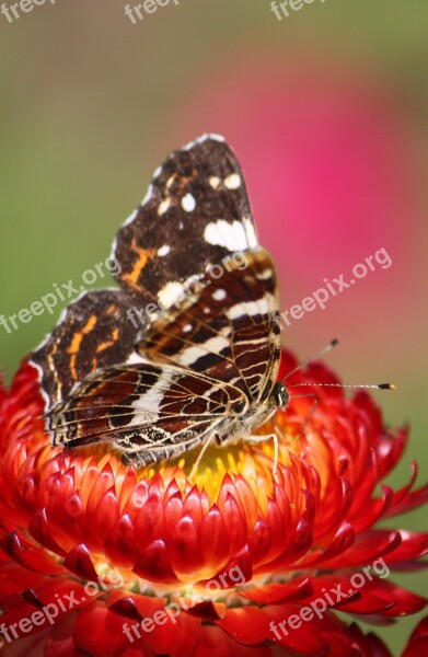 Animal Garden Nature Insect Insecta