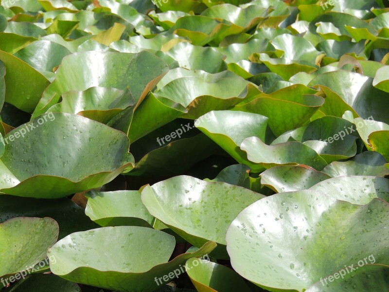 Lotus Leaves Pond Leaves Green Lake Rose