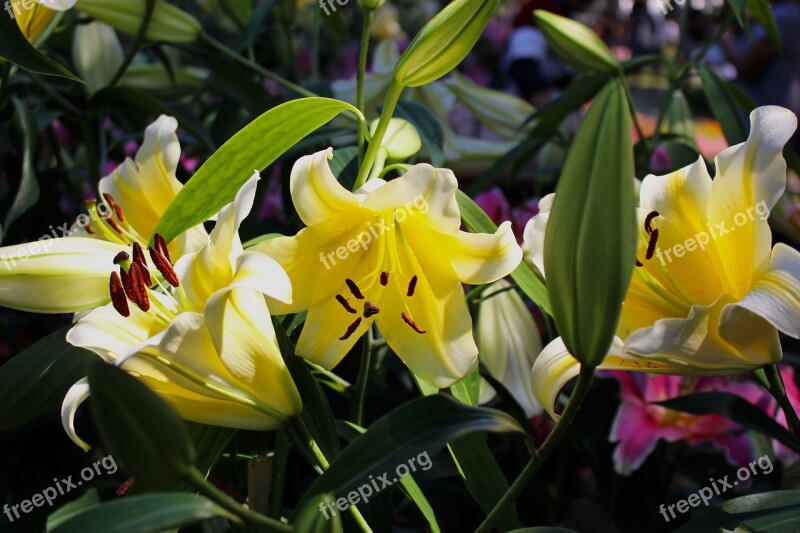 Lilys Flower Floral Blossom Nature