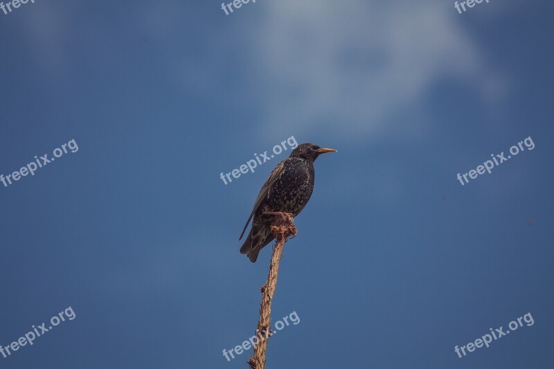 Bird Nature Animal Wild Birds Birds