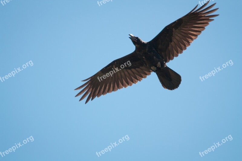 Bird Nature Animal Wild Birds Raven