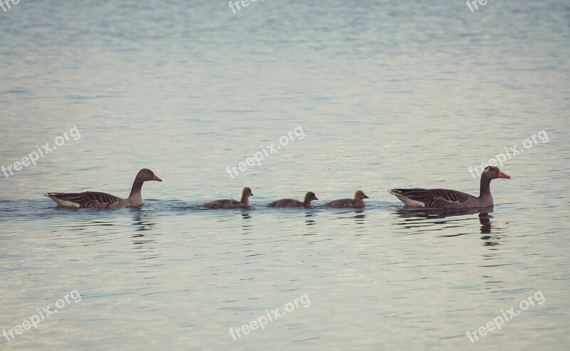 Bird Nature Animal Wild Birds Ducks