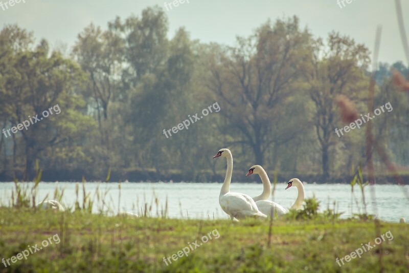 Bird Nature Animal Wild Birds Swan