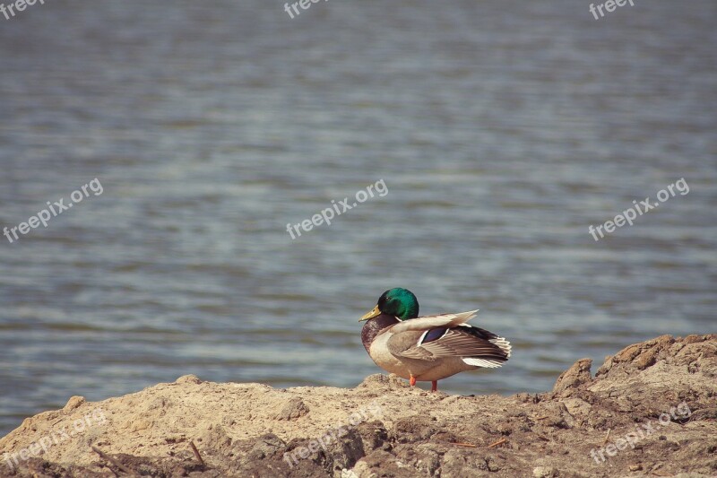 Bird Nature Animal Wild Birds Birds