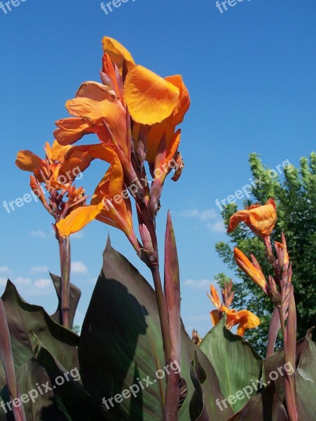 Flower Orange Nature Flower Isolated Blossom