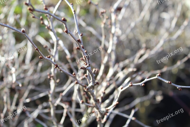 Prunus Kojo-no-mai Flowering Cherry Buds