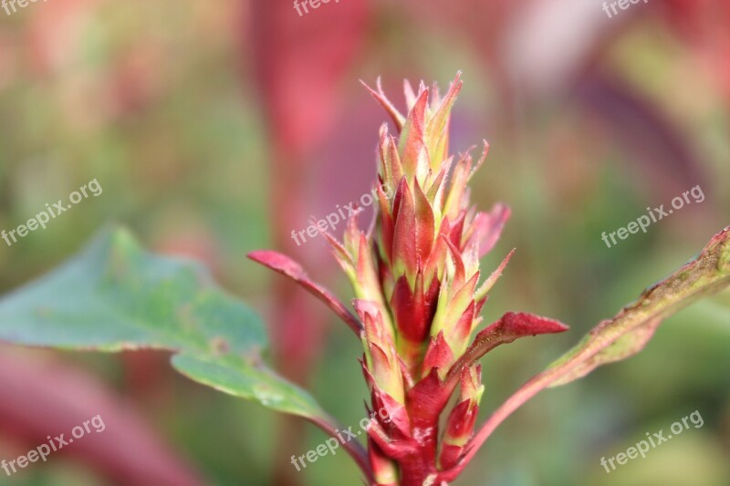 Photinia Flower Garden Gardening Beautiful