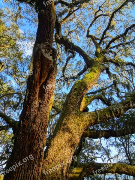 Oak Trees Nature Branch Wood