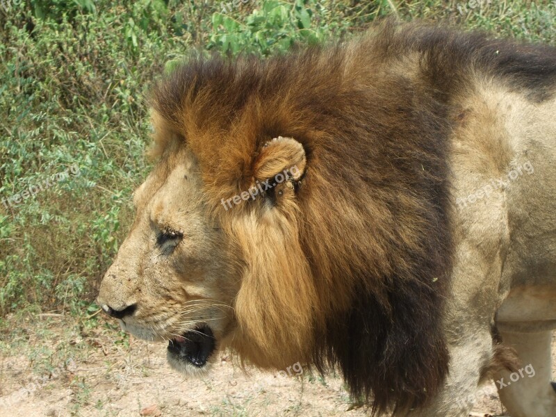 Lion South Africa King Of The Jungle Animal Predator