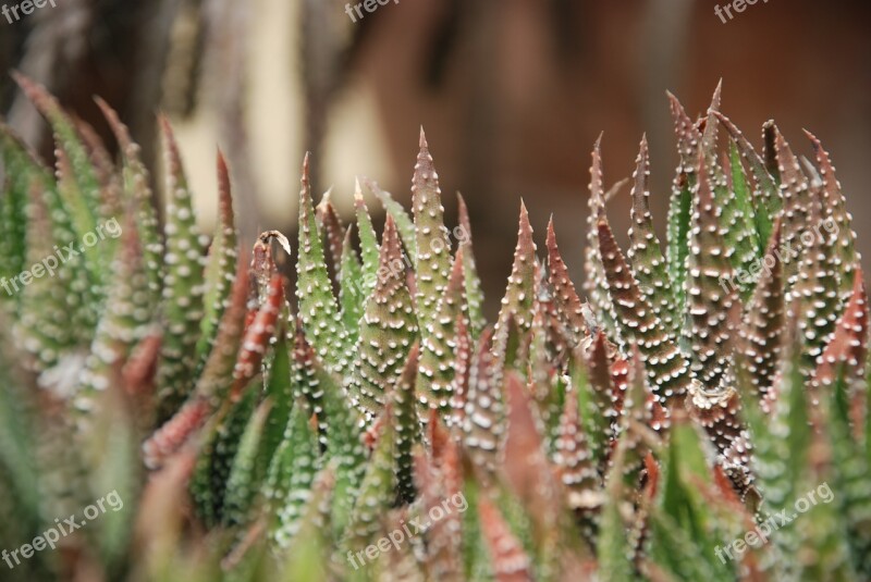 Plants Green Thorns Cactus Leaf