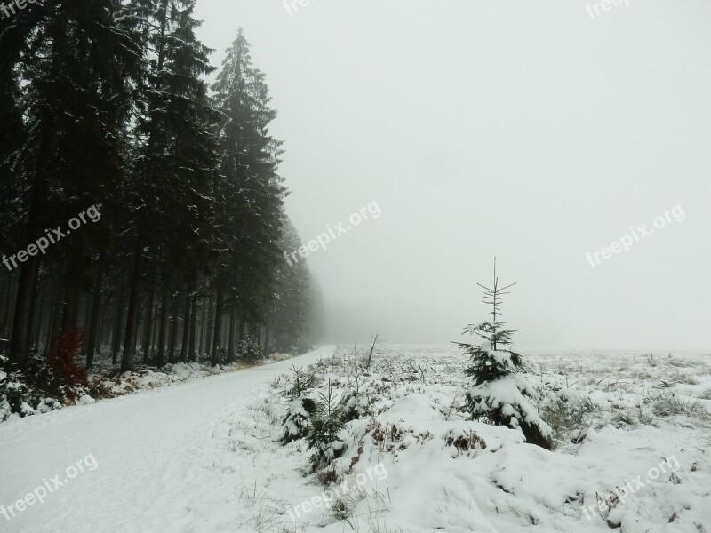 Snow Forest Coniferous Trees Winter Fog