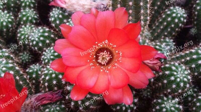 Cactus Bloom Cactus Flower Plants Macro