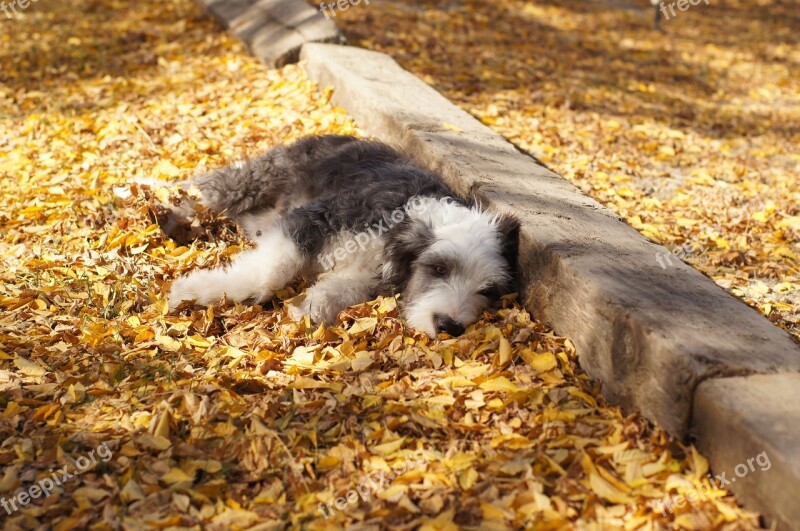 Autumn Leaves Resting Puppy Sheepdog