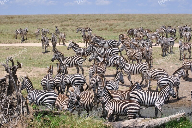 Africa Tanzania National Park Safari Serengeti