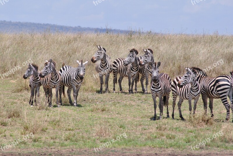 Africa Tanzania National Park Safari Serengeti