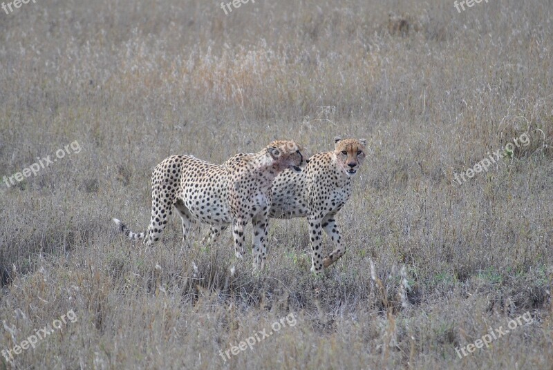 Africa Tanzania National Park Safari Serengeti