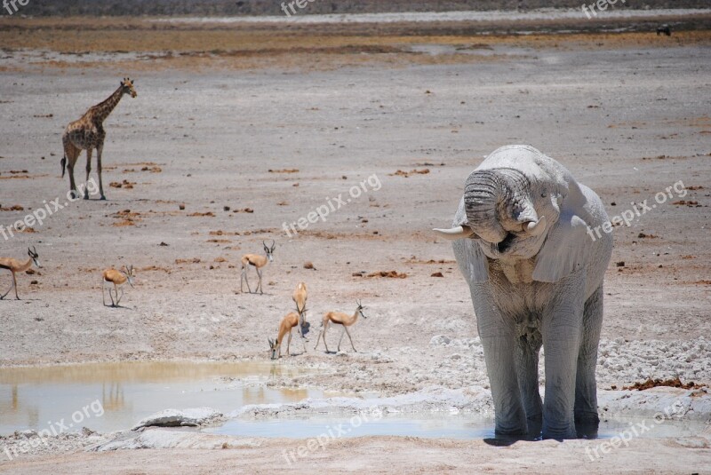 Africa Namibia National Park Safari Etosha