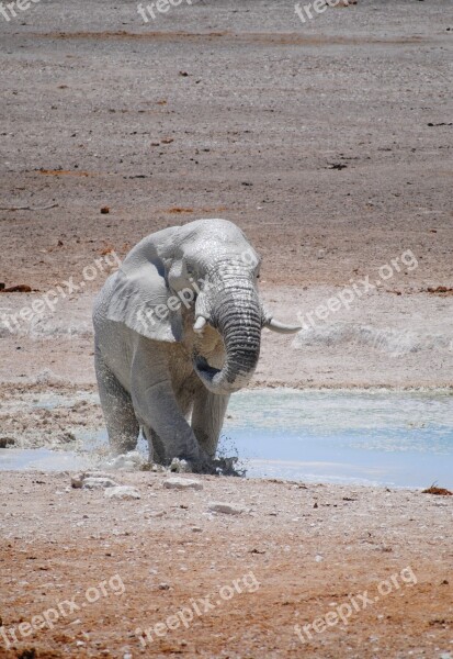 Africa Namibia National Park Safari Etosha