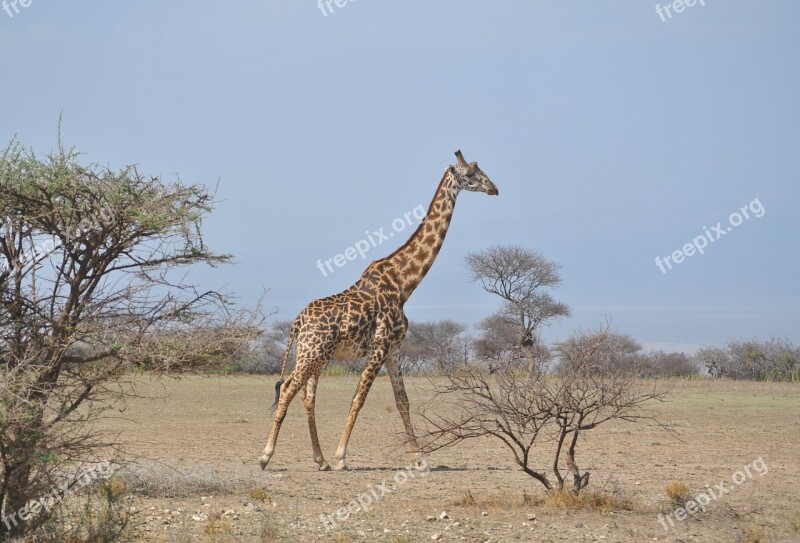 Africa Tanzania National Park Safari Serengeti