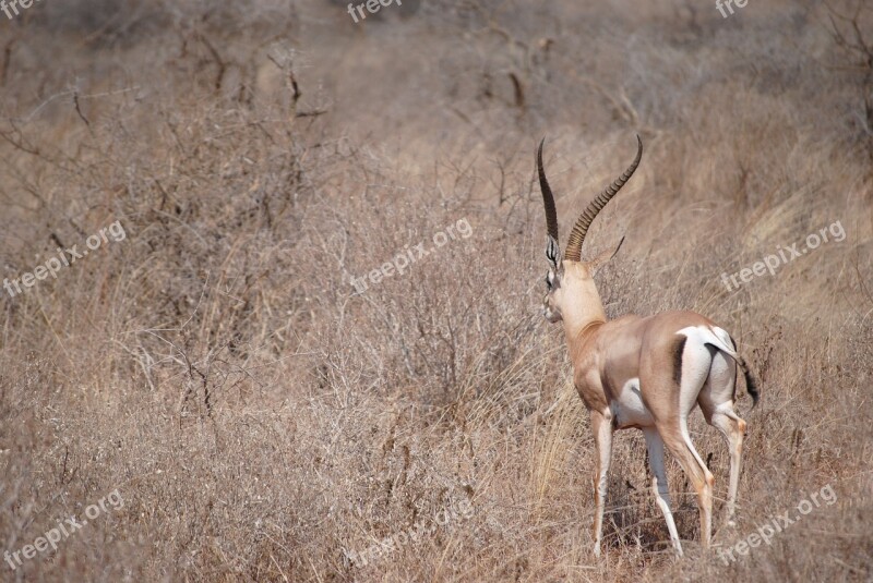 Kenya Africa Safari Springbok Antelope