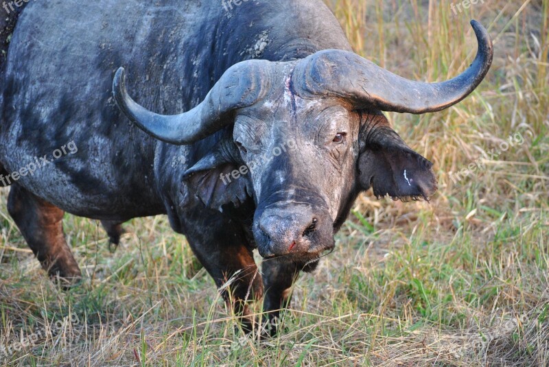 Buffalo Tanzania Africa Safari National Park