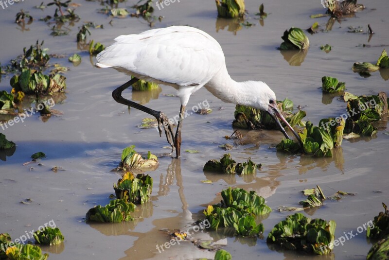 Tanzania Africa Safari Bird National Park