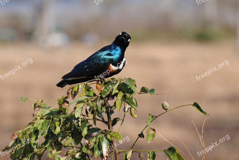 Tanzania Africa Safari Bird National Park