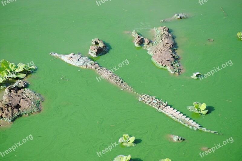 Tanzania Africa Safari Crocodile Reptile