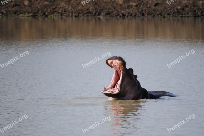 Tanzania Africa Safari Hippo National Park