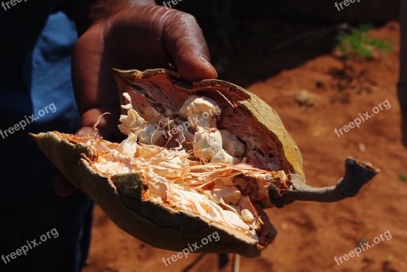 Baobab Fruit Baobab Fruit Eat Africa