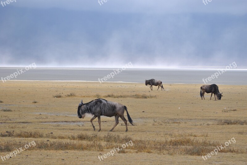 Ngorongoro Crater Salt Lake Gnu Wild Animals Africa