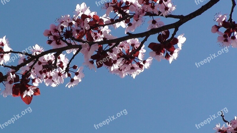 Tree Spring Cherry Branches Free Photos