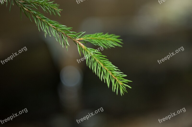 Spruce Forest Needles Coniferous Branches