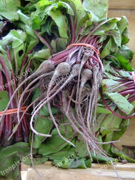 Beets Bunch Garden Vegetable Fresh