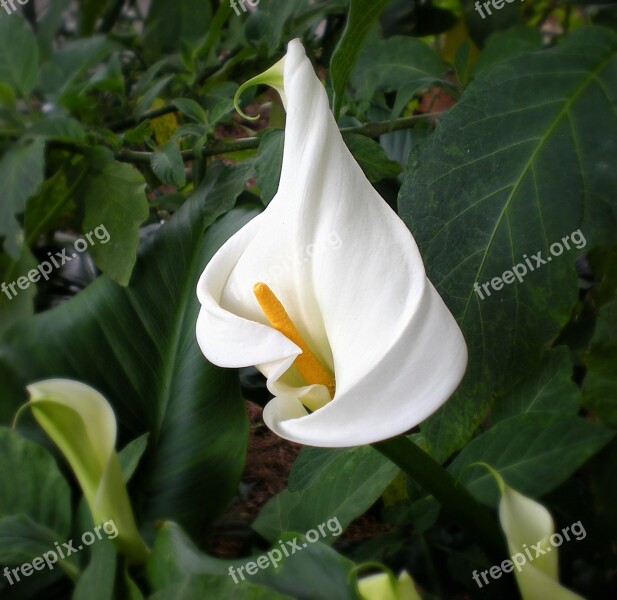 Cala Lily White Lilly Petal