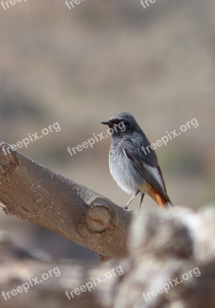 Black Redstart Bird Smoked Cotxa Smoked Phoenicurus Ochruros