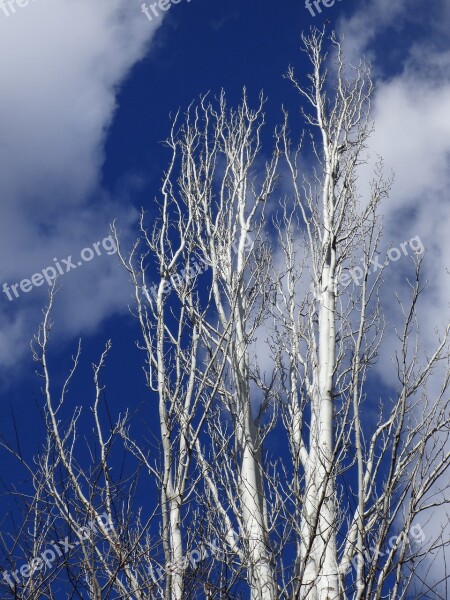 Populus Alba White Poplar Sky Free Photos